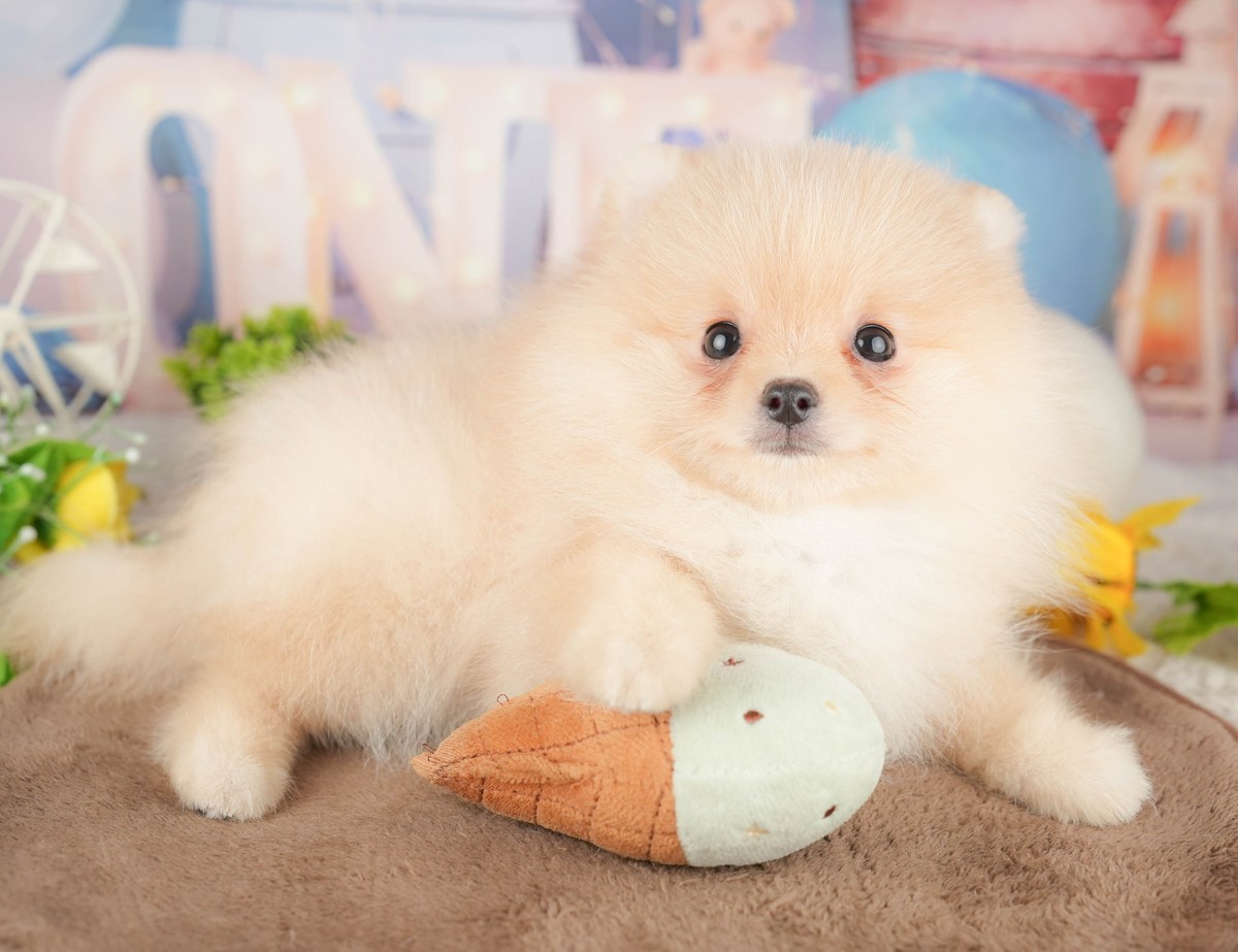おもちゃに前足をのせて伏せている、クリームのポメラニアンの子犬の写真