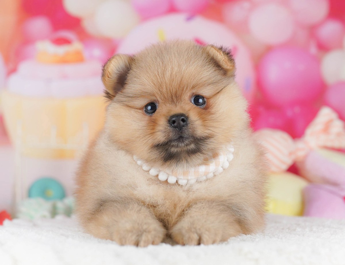ふわふわの白い敷物の上で前足をそろえて伏せている、オレンジのポメラニアンの子犬の写真
