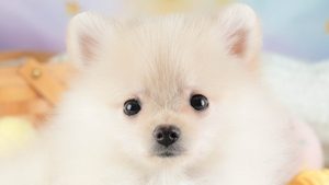【2026】ポメラニアンは毛が抜ける？猿期と換毛期の時期