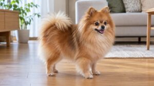 【2026】ポメラニアンの大きさと体重｜成犬は何kg？