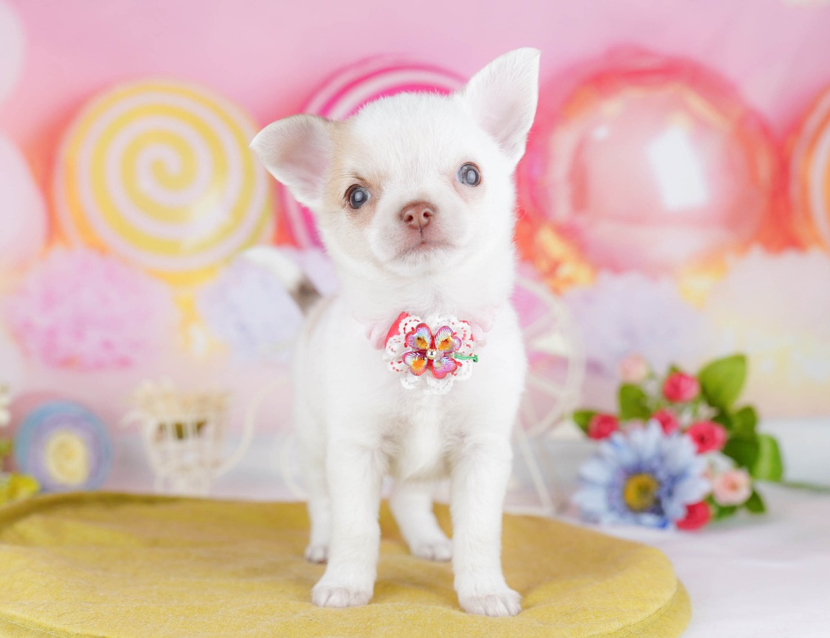 黄色いクッションの上に立って見上げている、フォーンのチワワ（ロング）の子犬の写真