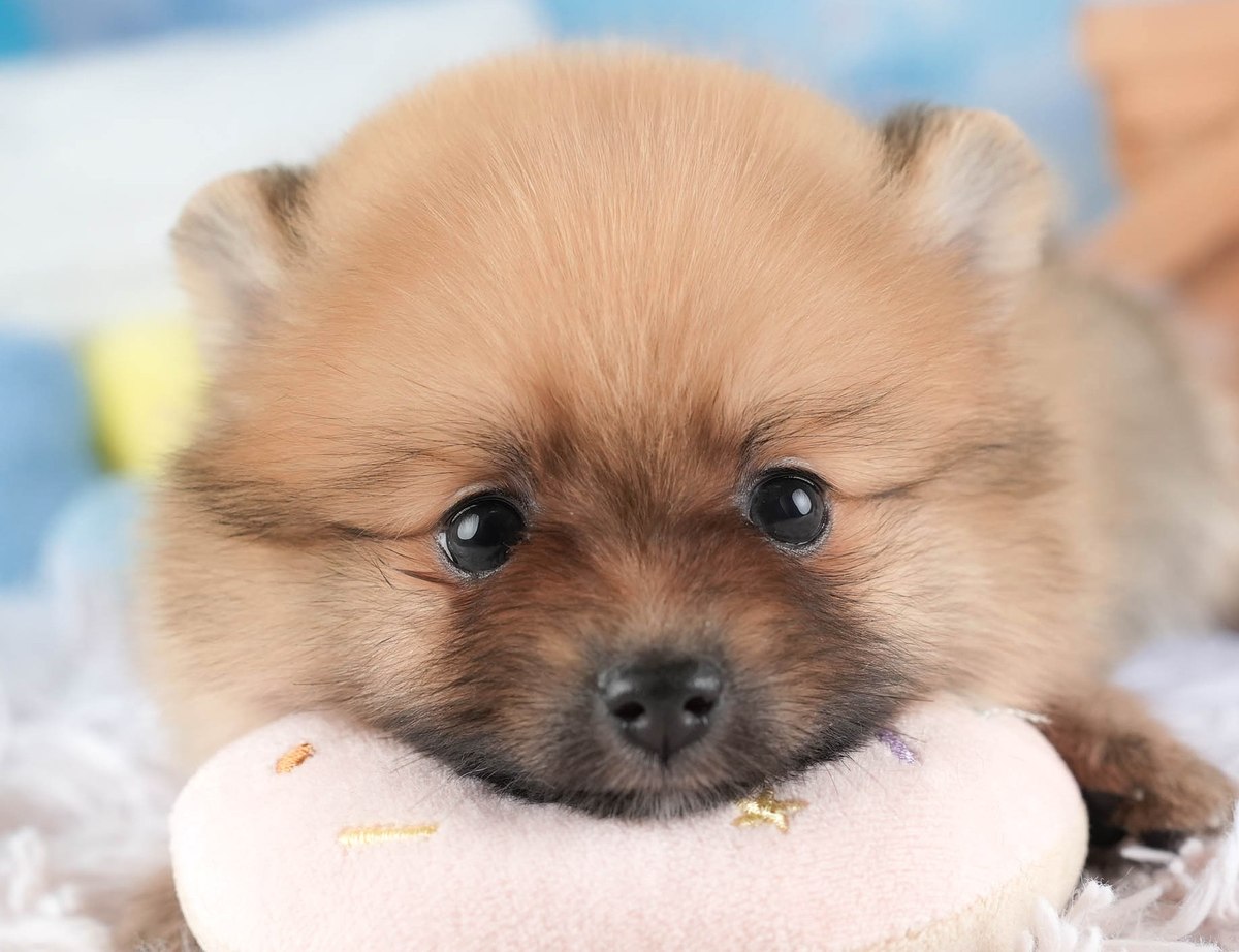 ピンクのドーナツ形のクッションにあごをのせてこちらを見ている、オレンジのポメラニアンの子犬の写真