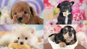 【2026】人気犬種ランキング｜日本で多い犬と選ぶときの注意