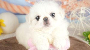 【2026】珍しい犬種の小型犬｜登録の少ない順と迎える前の注意