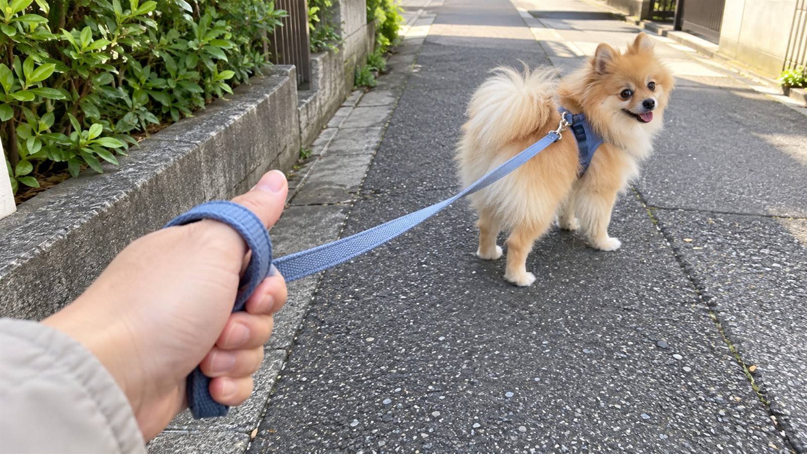 住宅街の歩道で、リードの持ち手の輪を親指にかけて手で握っている人の手元と、その先でハーネスをつけて立っているポメラニアンの写真