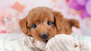 【2026】子犬はいつから迎えられる？生後56日と月齢の選び方