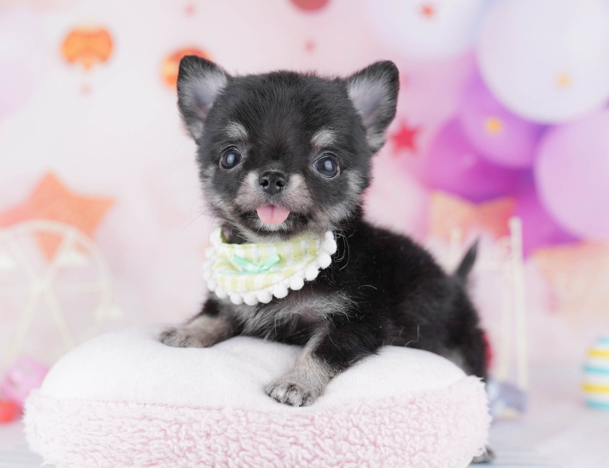 ふかふかのクッションの上に伏せている、ブラック&タンのロングコートのチワワの子犬の写真