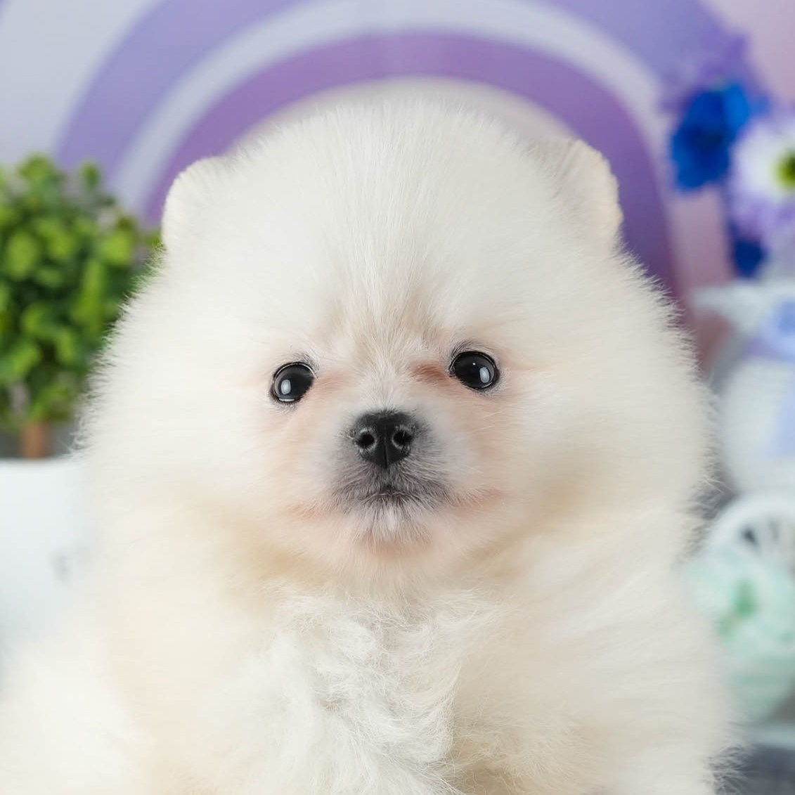 ふわふわの毛でこちらを見ている、クリームのポメラニアンの子犬の顔の写真