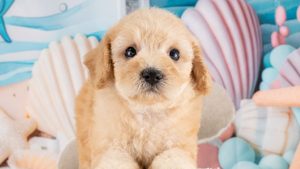 【2026】子犬を迎える準備｜必要なものと迎える前に決めること