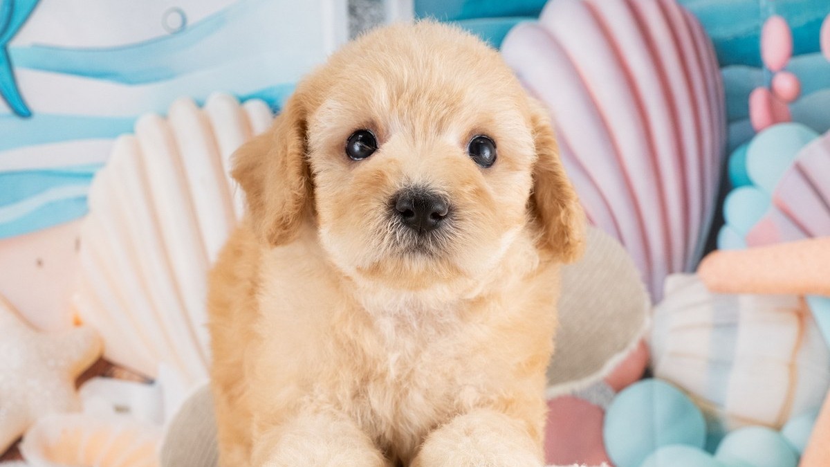【2026】子犬を迎える準備｜必要なものと迎える前に決めること