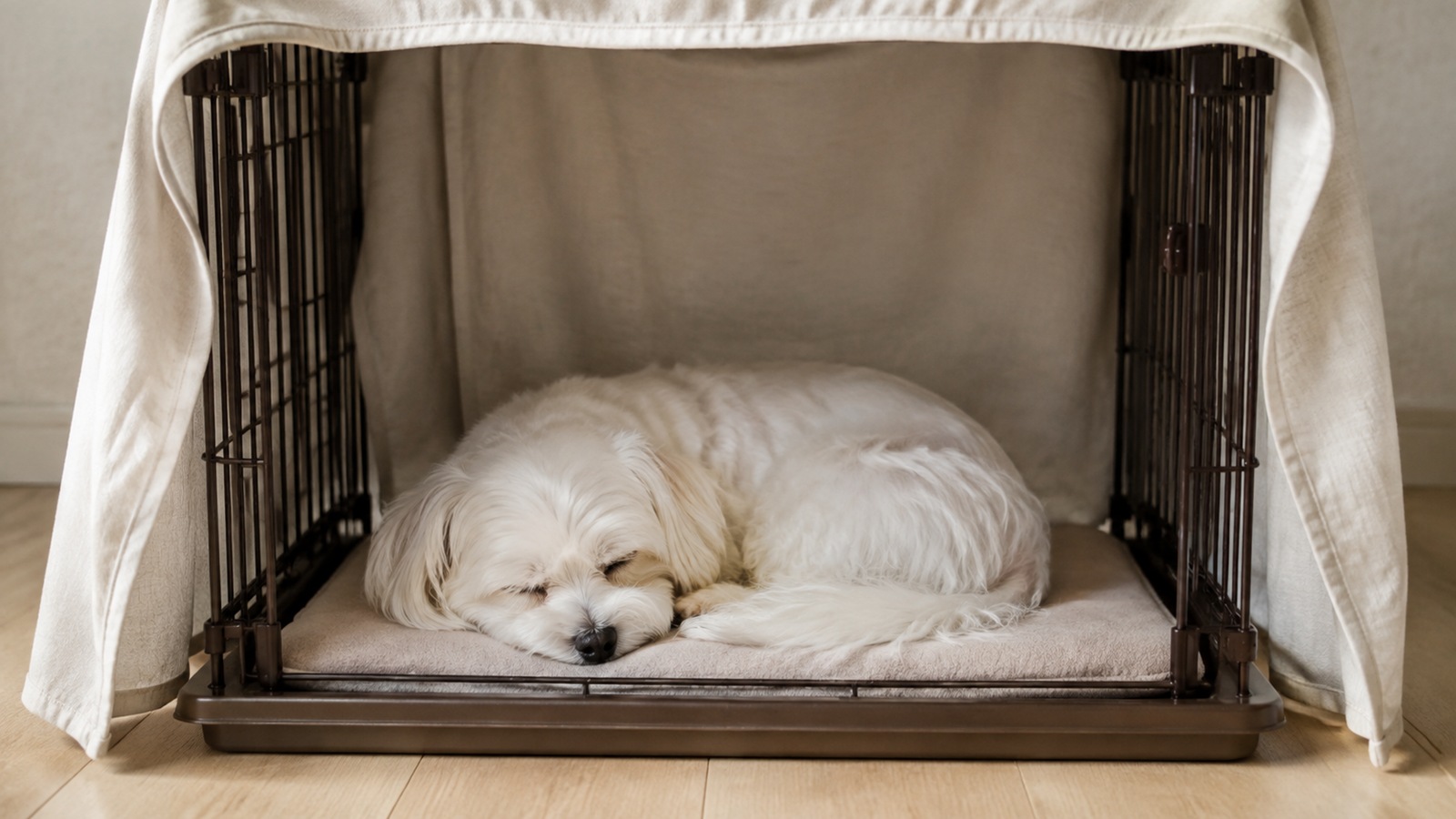 布をかけたサークルの中でマットの上に丸くなって眠っている小型犬の写真
