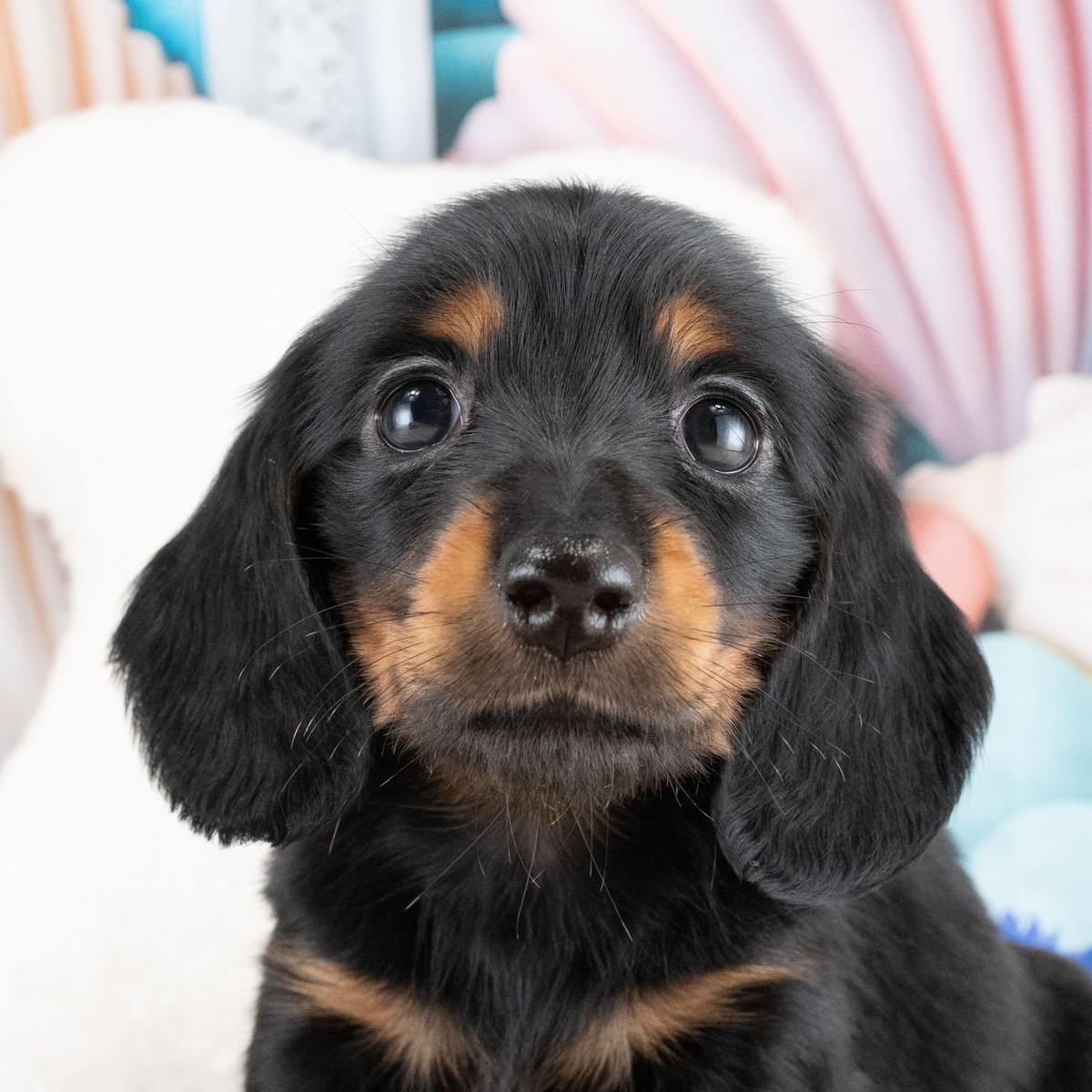 白いぬいぐるみを背に、こちらを見上げている、ブラック＆タンのミニチュア・ダックスフンドの子犬の写真
