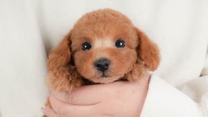 【2026】犬を飼う最後の年齢は？60代・70代の選び方と備え