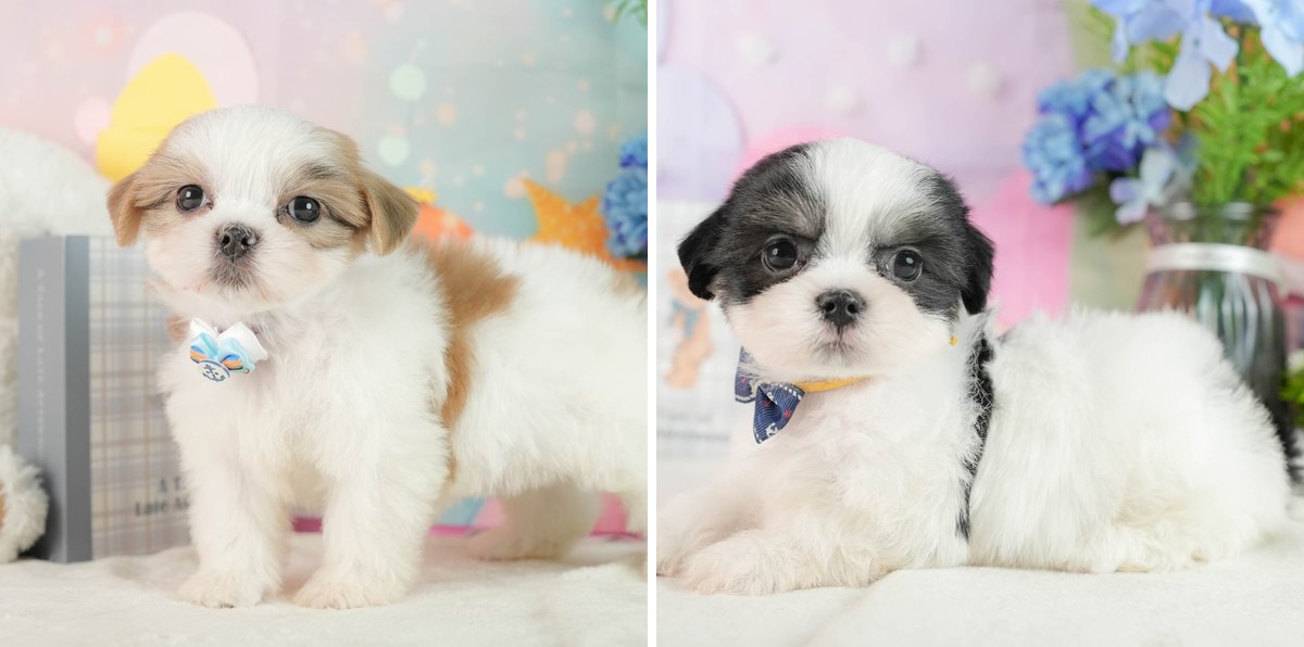 左は白と金色の2色、右は白と黒の2色のマルズーの子犬。別々の2頭の写真を横に並べたもの