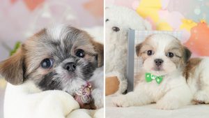 【2026】シーズーのミックス犬の種類｜大きさと鼻の長さで選ぶ