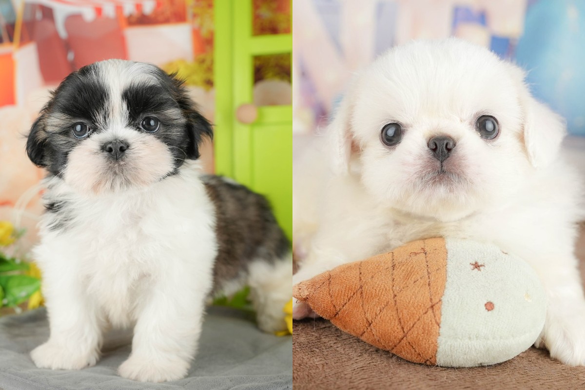 左はシーズーの子犬、右はホワイトのペキニーズの子犬。別々の2枚の写真を横に並べたもの