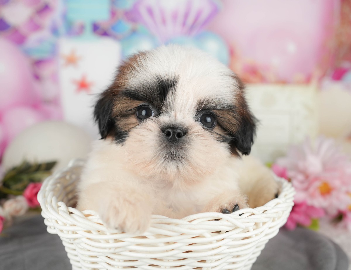 白いかごに入った、シーズーの子犬の顔の写真。鼻の上の毛と垂れた耳が分かる