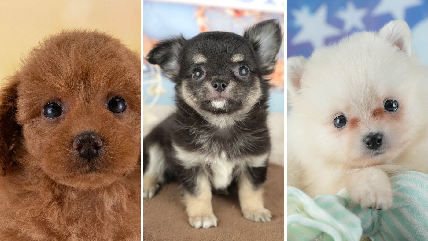 レッドのトイ・プードル、ブラックタン&ホワイトのチワワ(ロング)、クリームのポメラニアンの子犬を、別々の3枚の写真から横に並べた写真