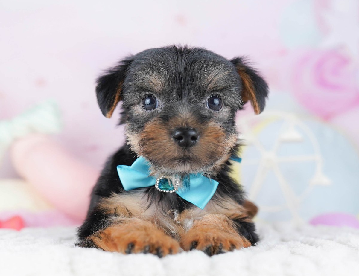 白い敷物の上で伏せている、スティールブルー&タンのヨークシャー・テリアの子犬の写真。水色のリボンをつけている