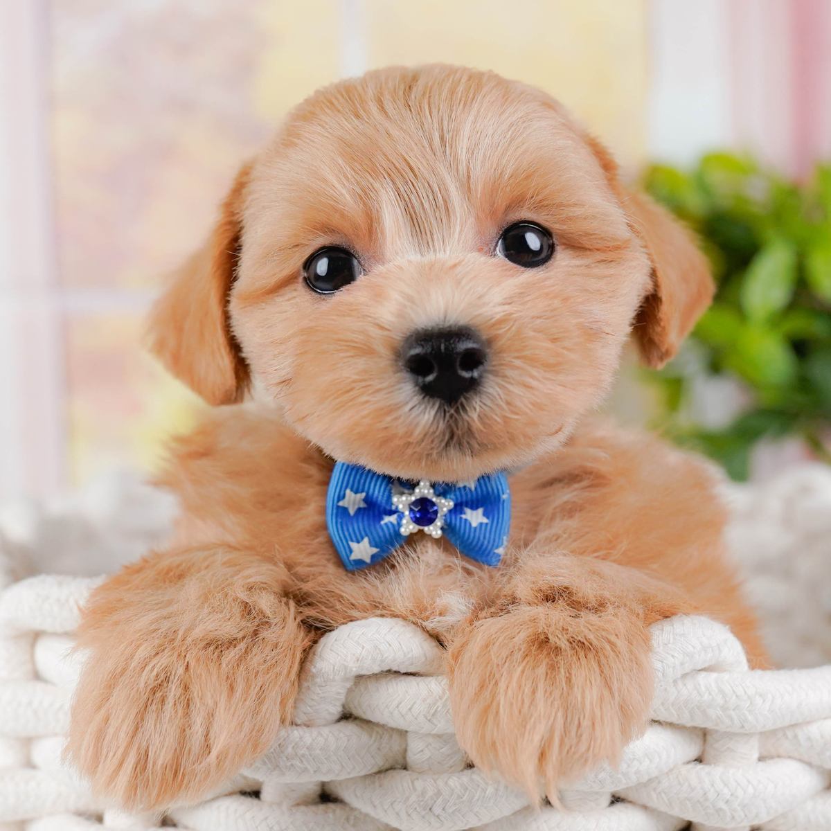白い縄のかごに前足をかけている、アプリコットのマルプー(マルチーズとトイ・プードルのミックス)の子犬の写真