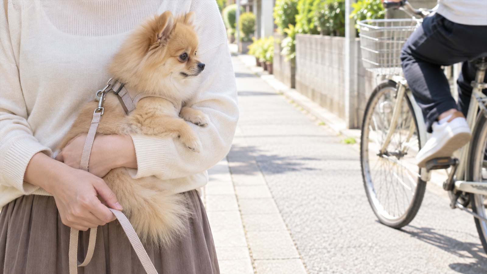 住宅街の歩道で、飼い主の腕に抱かれたポメラニアンの子犬が、通り過ぎる自転車のほうを落ち着いて見ている写真。人は胸から下だけが写っている