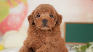 【2026】ティーカッププードルとは？成犬の大きさと体重の実際