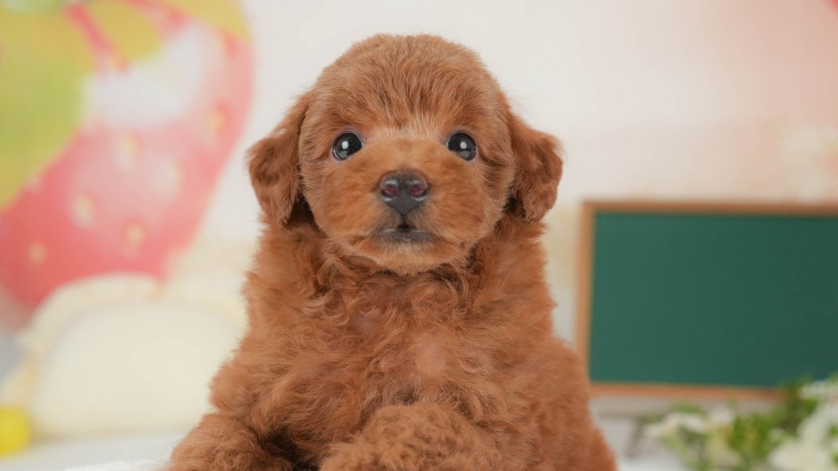 【2026】ティーカッププードルとは？成犬の大きさと体重の実際
