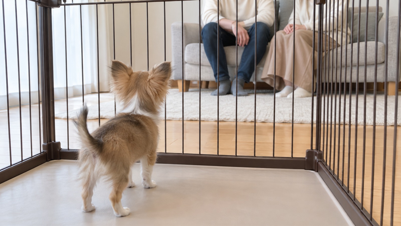 リビングのサークルの中から、少し離れた場所に座っている家族のほうを見ているチワワの子犬の写真