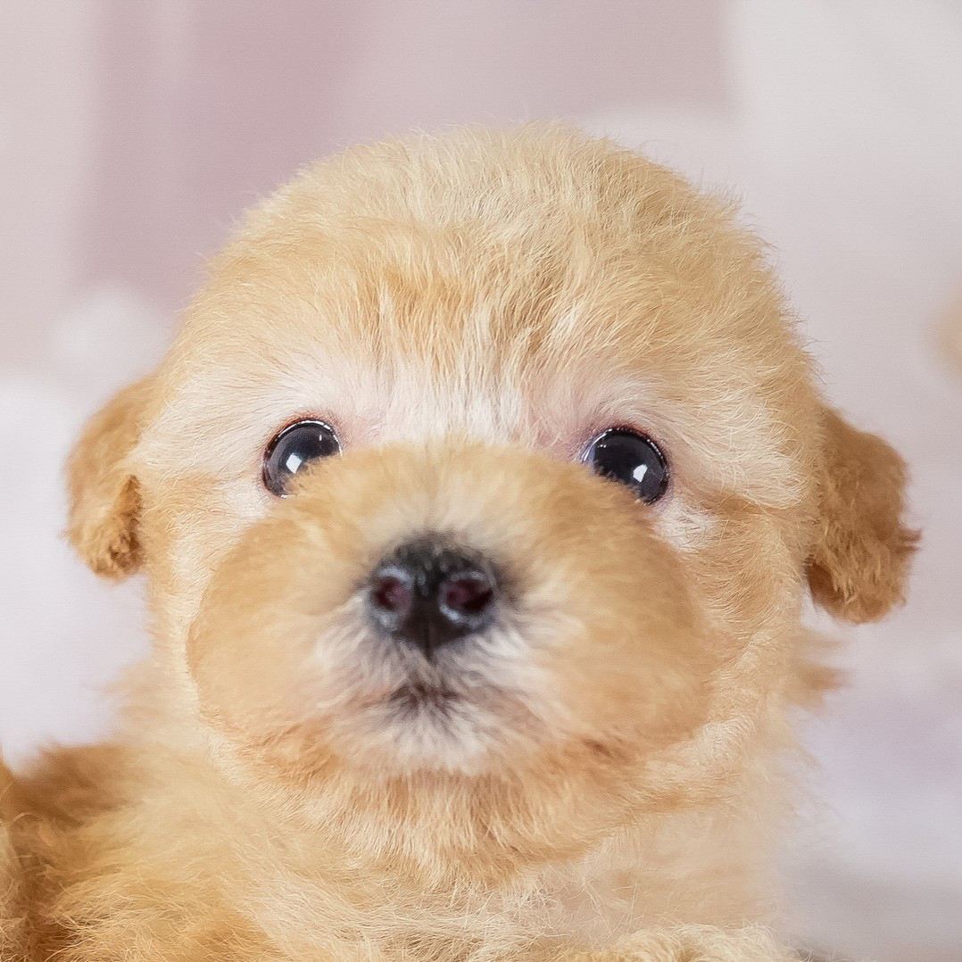 ふわふわの毛で、まっすぐこちらを見ている、アプリコットのタイニー・プードルの子犬の顔の写真