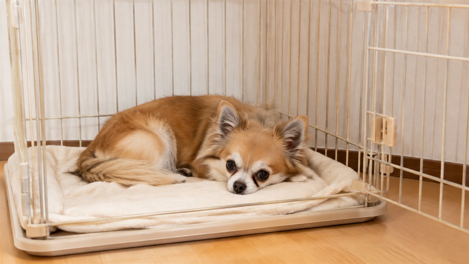 扉の開いたケージの中で、毛布の上に伏せてくつろいでいる小型犬の写真