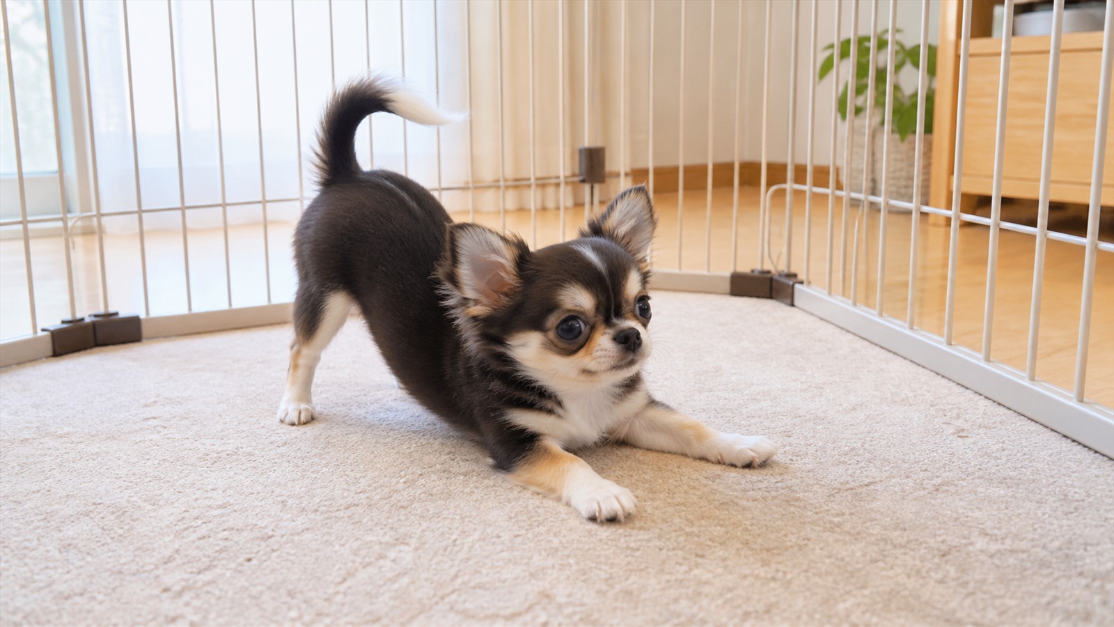 サークルで囲まれた一角で遊んでいるチワワの子犬の写真