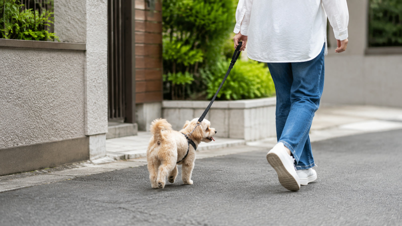 出かける前に飼い主と一緒に散歩へ向かう小型犬の写真