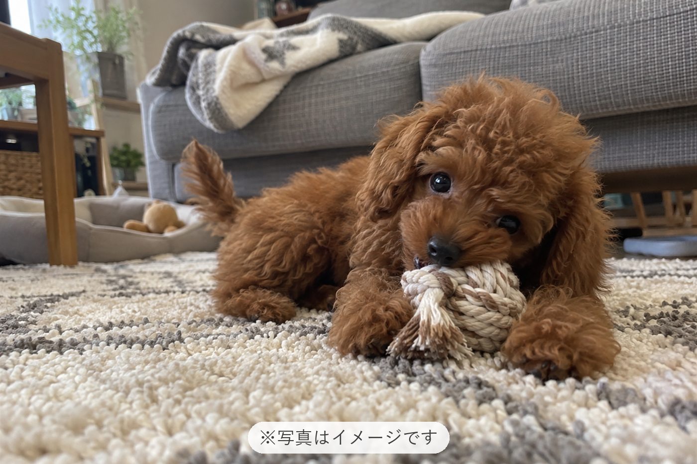 まだお世話が不慣れで毎日バタバタですが、可愛いです😍