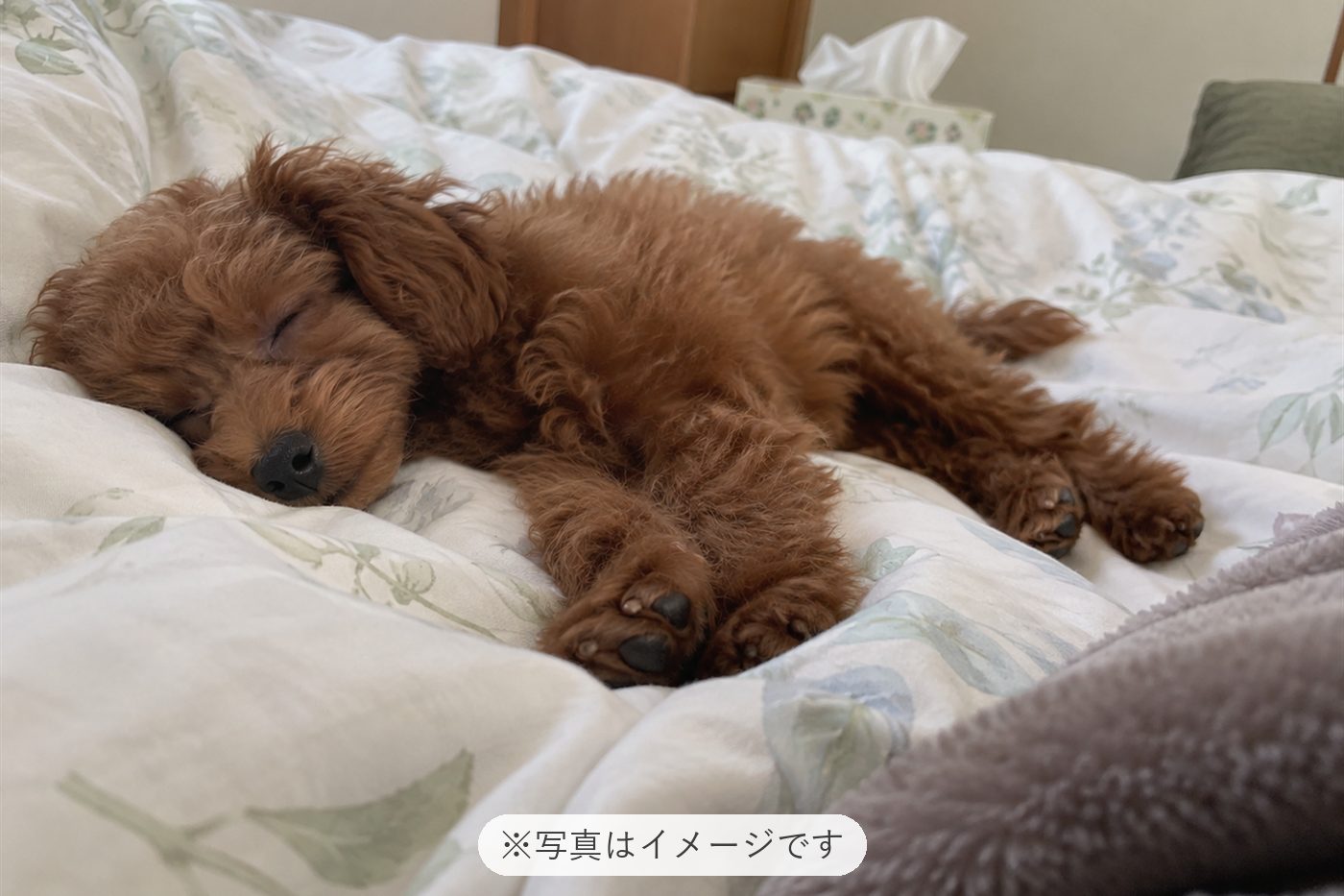 ルイくんがうちに来て、家族の会話が増えてとても楽しいです