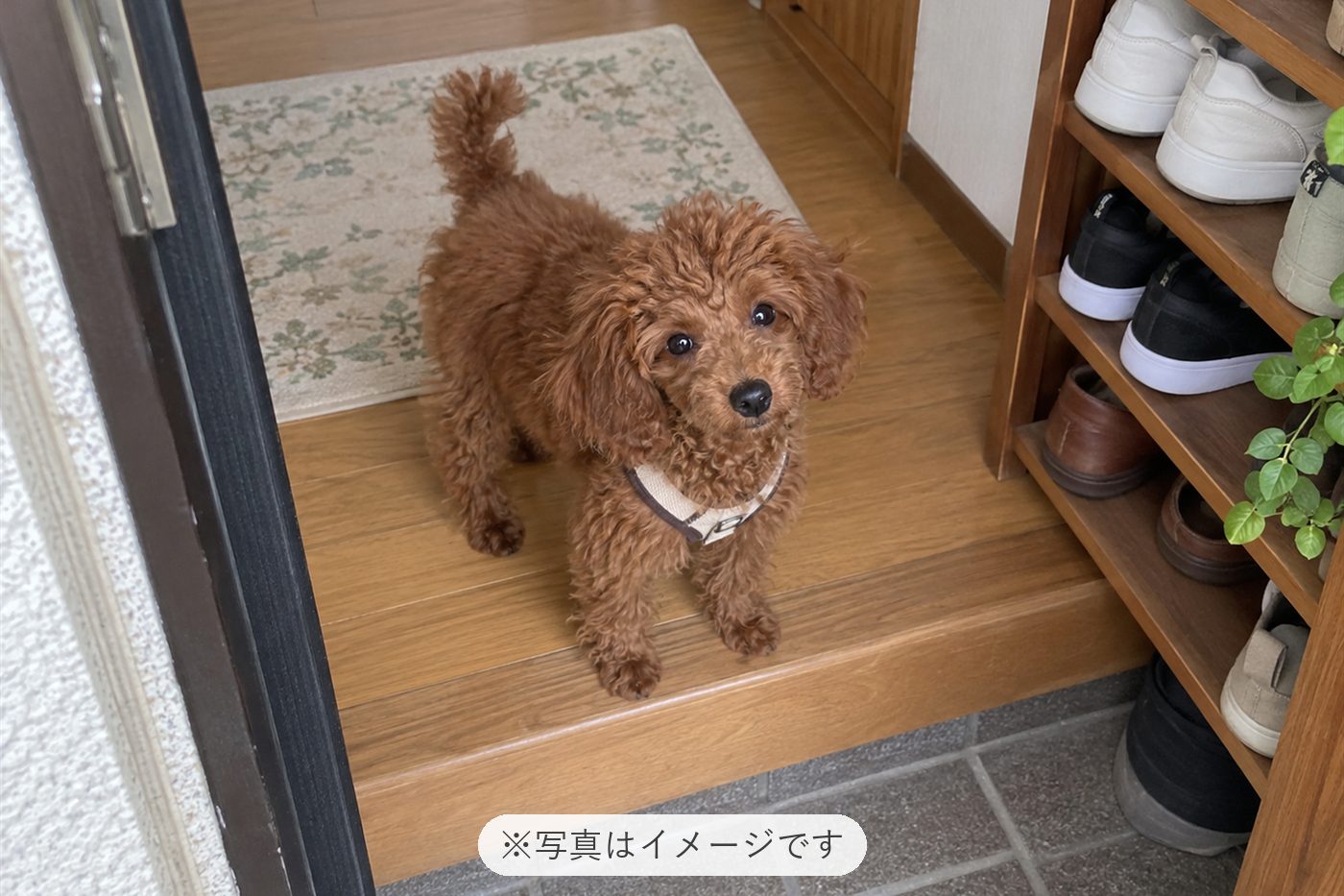 可愛いです