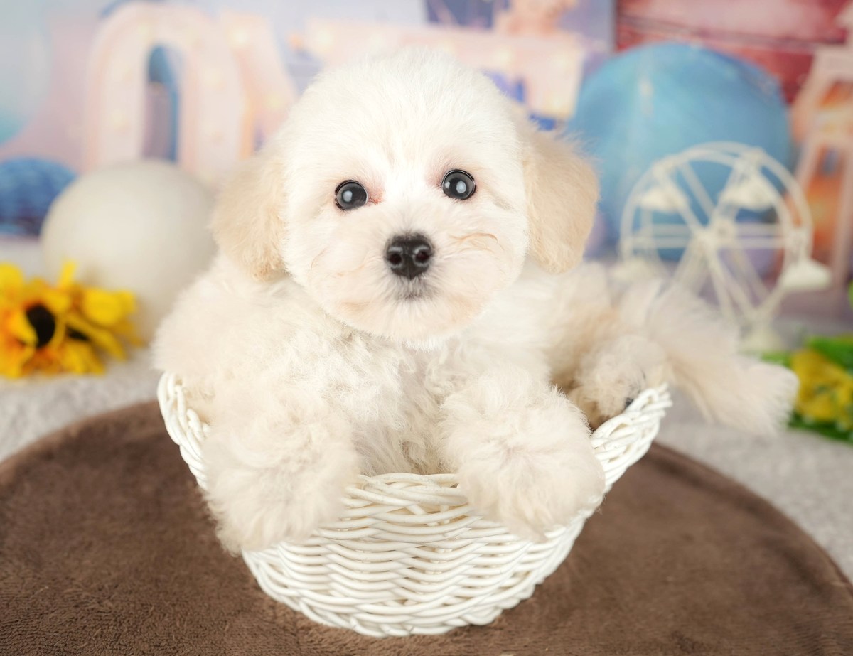 白いかごに入って前足を出し、こちらを見ている、クリームのトイ・プードルの子犬の写真