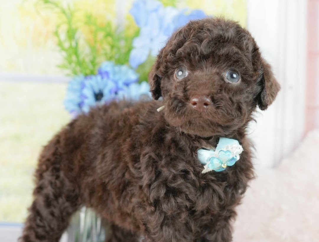 水色のリボン飾りをつけてこちらを見ている、鼻も茶色いブラウンのトイ・プードルの子犬の写真
