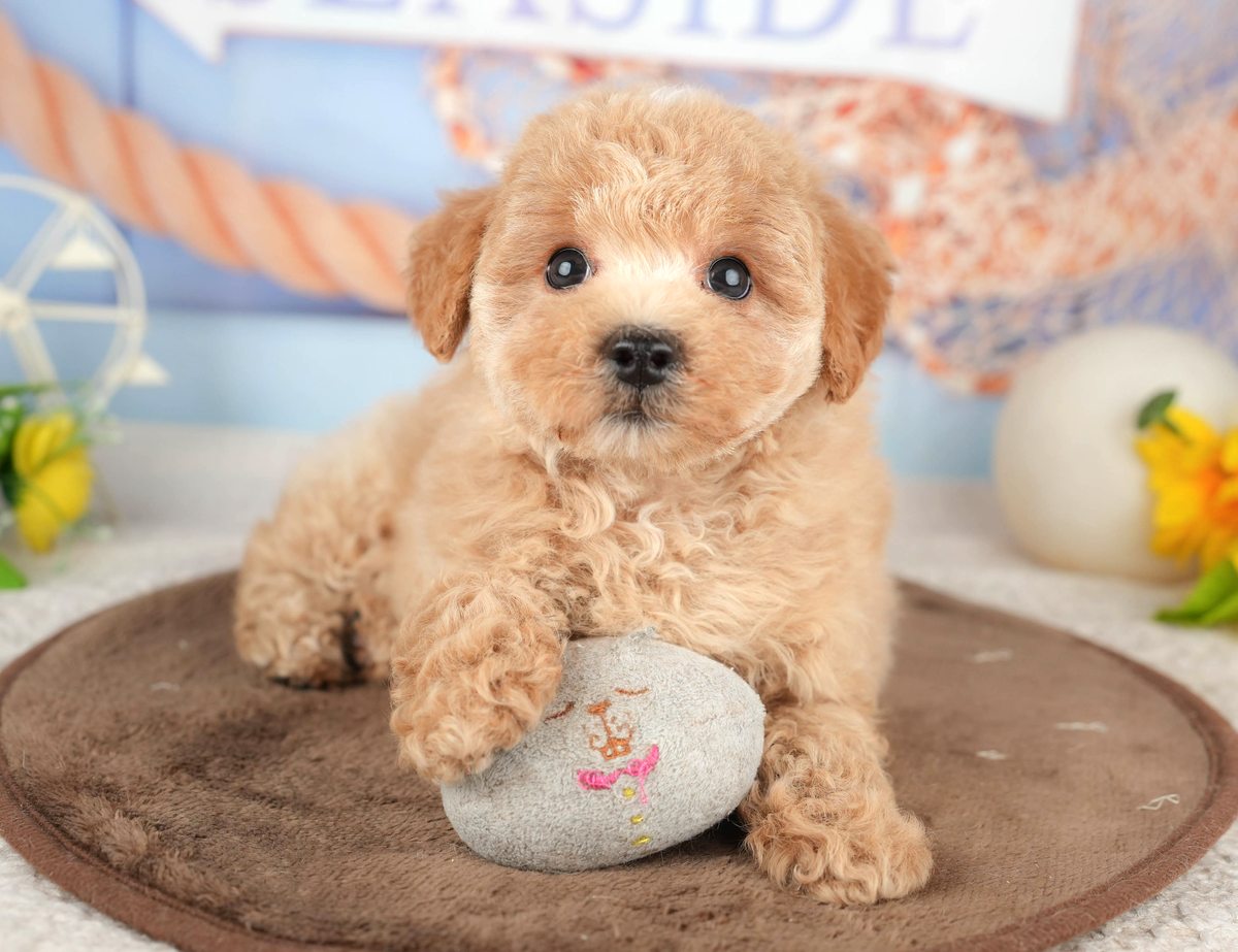 茶色のマットの上で、灰色のぬいぐるみに前足をのせている、巻き毛のアプリコットのマルプーの子犬の写真