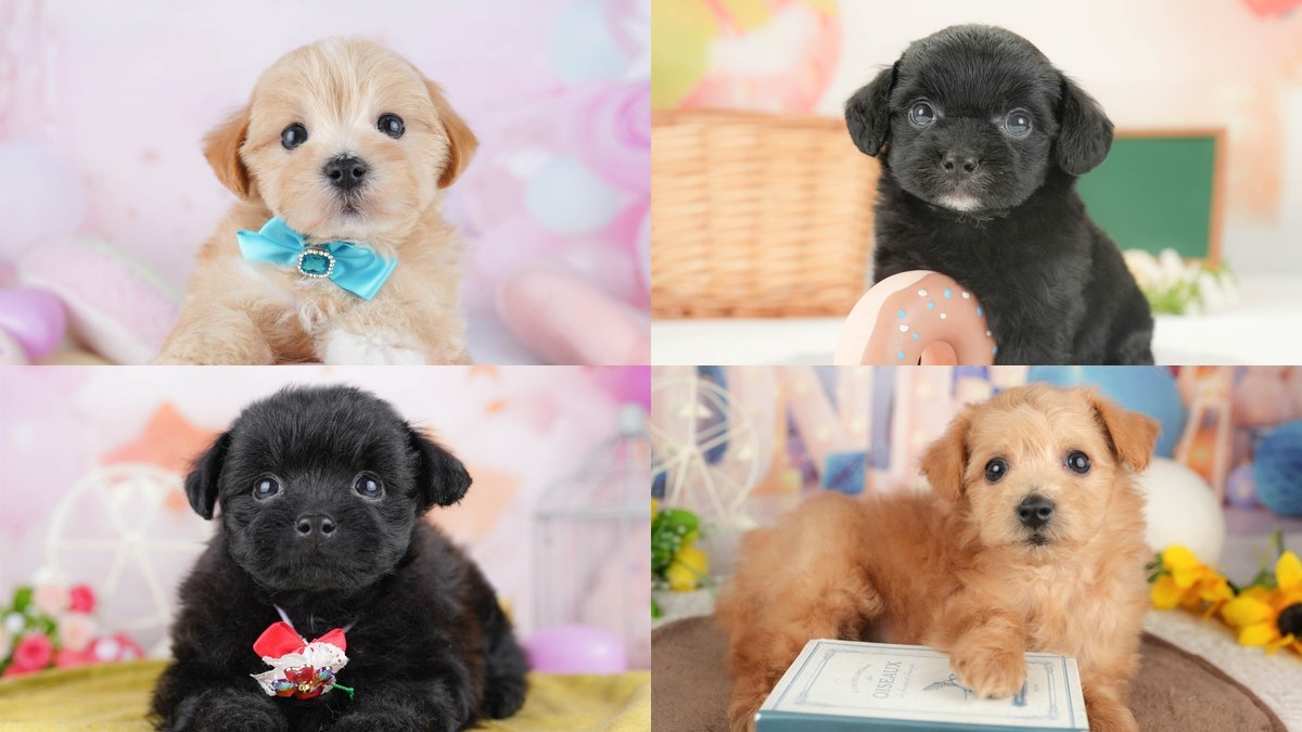 【2026】トイプードルのミックス犬｜大きさと毛で選ぶ組み合わせ