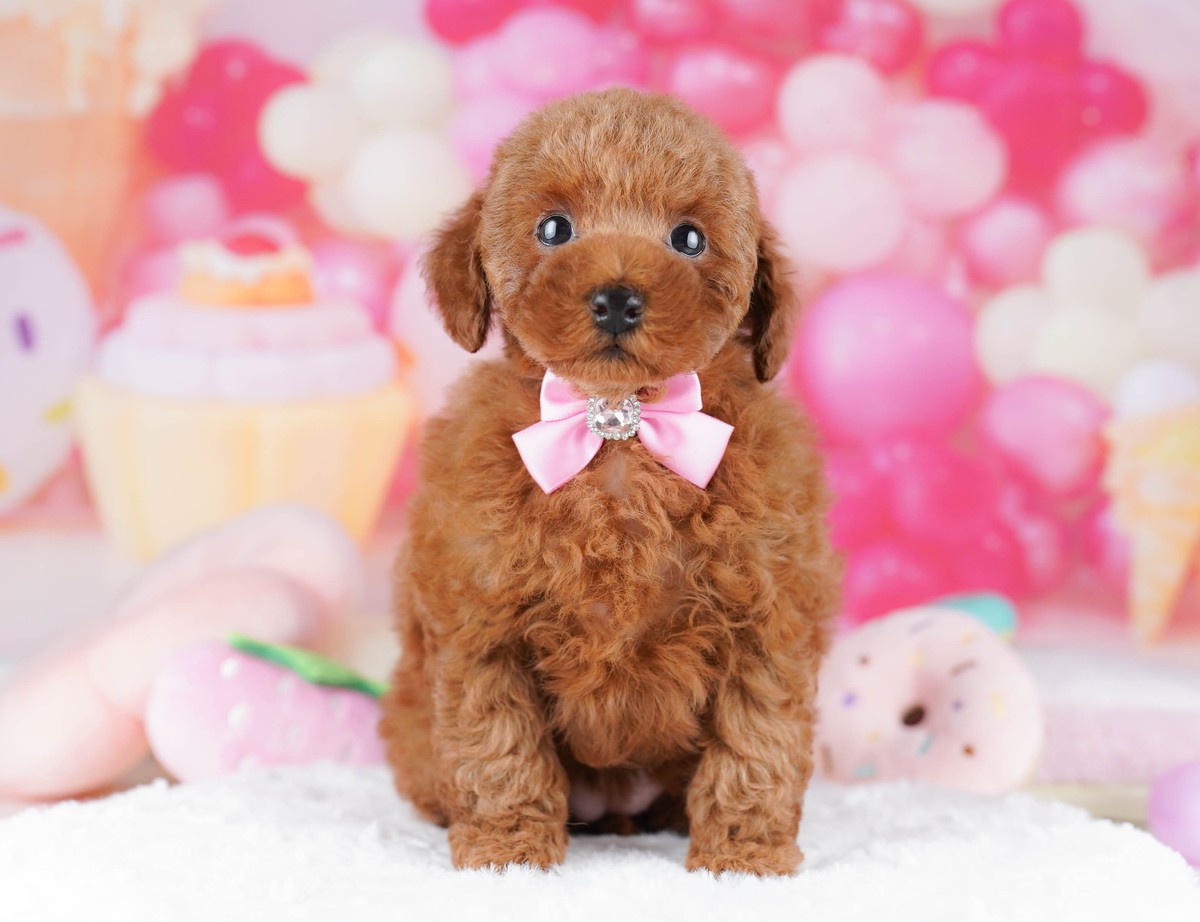 ピンクのリボンをつけて白い敷物の上にすわっている、レッドのトイ・プードルの子犬の写真