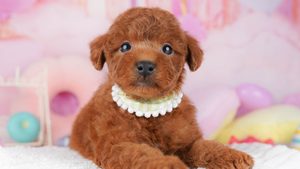 【2026】トイプードルの体重｜成犬は何キロ？子犬の週ごとの目安