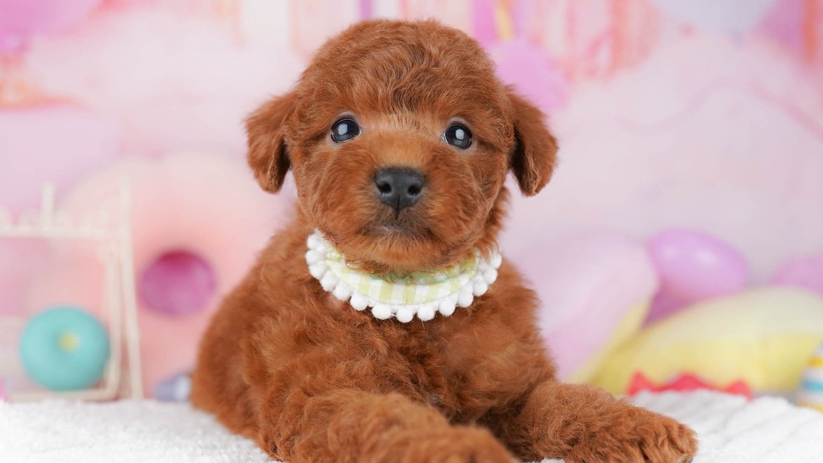【2026】トイプードルの体重｜成犬は何キロ？子犬の週ごとの目安