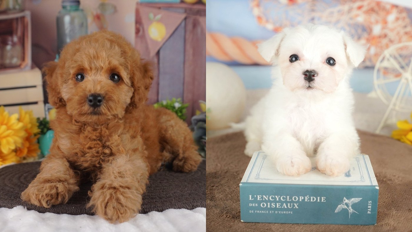 左は伏せているレッドのトイ・プードルの子犬、右は本の上に前足をのせたホワイトのビションフリーゼの子犬。別々の写真を横に並べたもの