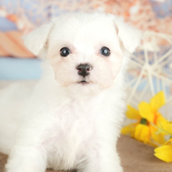 白い毛におおわれた顔を正面から撮った、ホワイトのビションフリーゼの子犬の写真。丸い黒い目と黒い鼻が見える