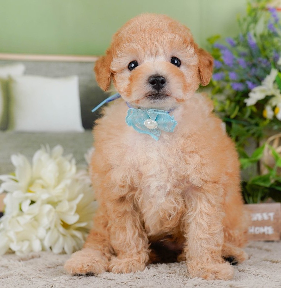 水色のリボンをつけ、花のそばのマットの上にお座りしている、アプリコットのトイ・プードルの子犬の写真