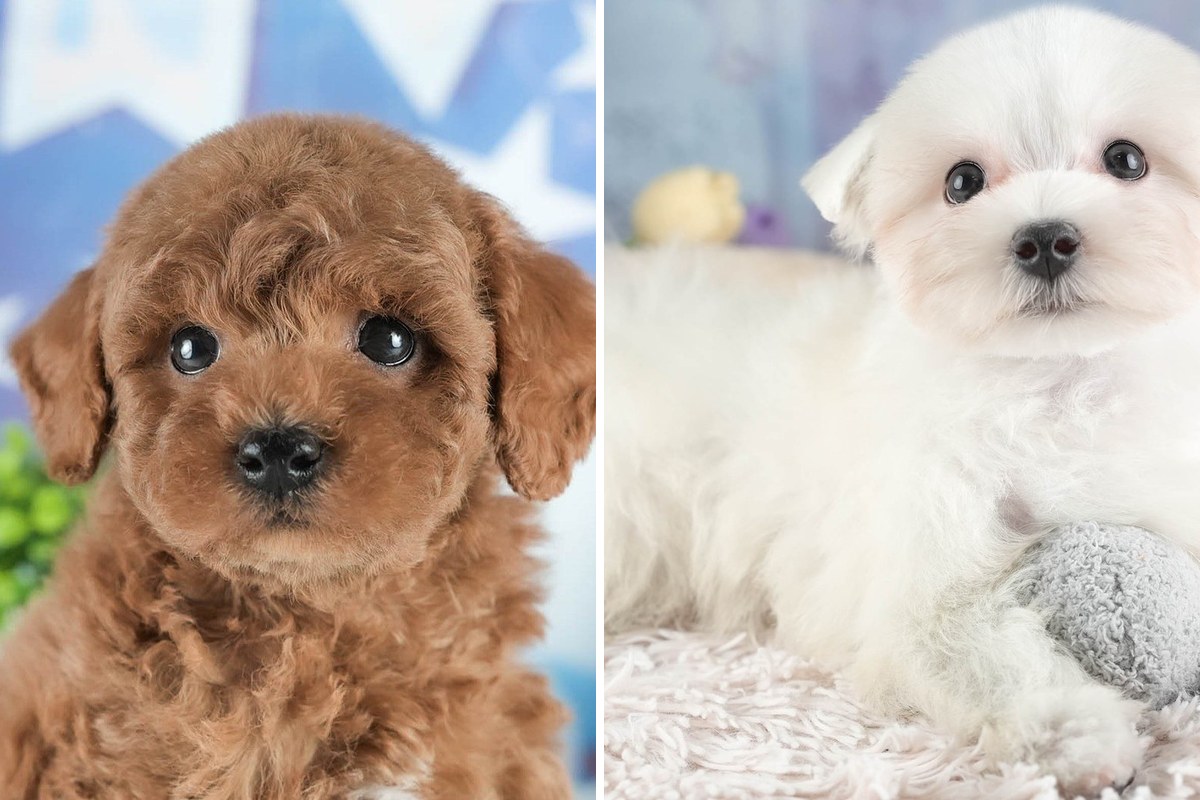 左はレッドのトイ・プードルの子犬、右はホワイトのマルチーズの子犬。別々の2枚の写真を横に並べたもの