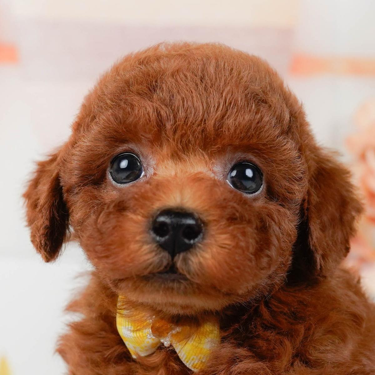 黄色いリボンをつけた、レッドのトイ・プードルの子犬の顔の写真。巻いた毛とたれた耳が分かる