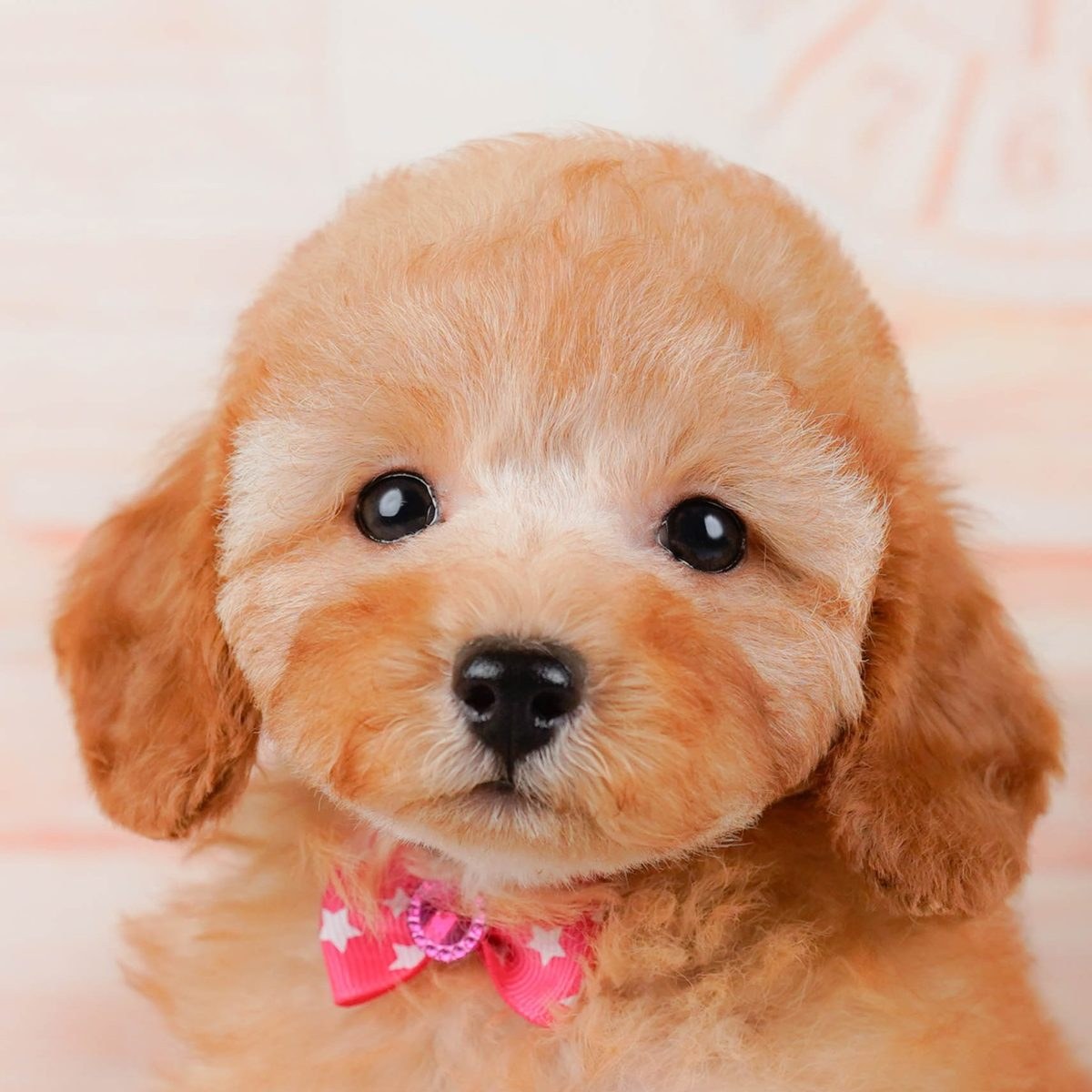 ピンクの星柄のリボンをつけた、アプリコットのトイ・プードルの子犬の顔の写真
