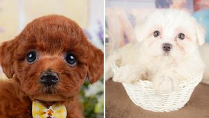 【2026】トイプードルとマルチーズの違い｜どっちが飼いやすい？