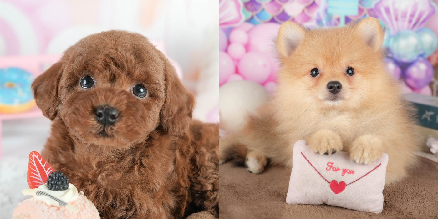 左はレッドのトイ・プードルの子犬、右はオレンジのポメラニアンの子犬。別々の2枚の写真を横に並べたもの